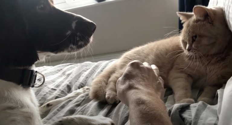 Dog jealous of cat getting attention