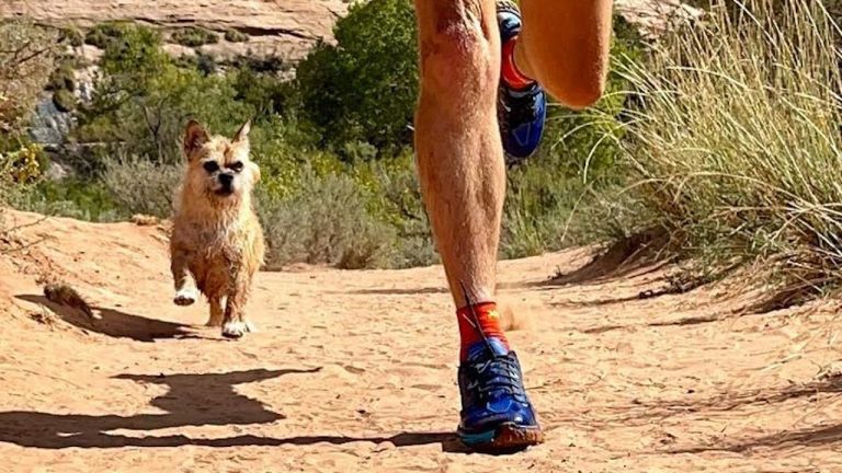 Stray Dog Runs 80 Miles Through Desert and Finds a Forever Home