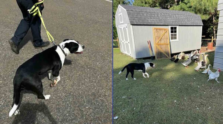 dog rescued from hurricane helene