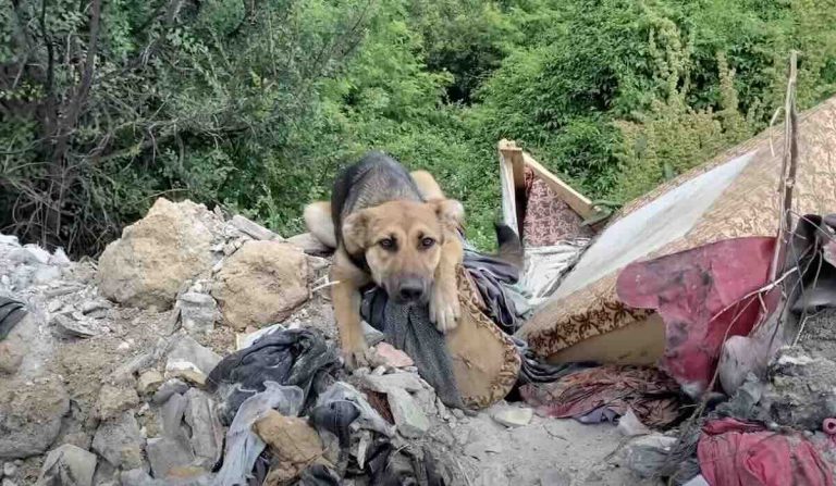 Nera the puppy rescued