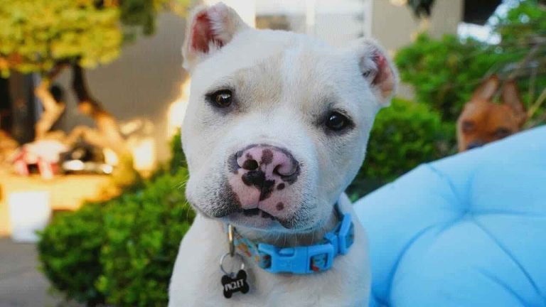 Piglet the puppy rescued