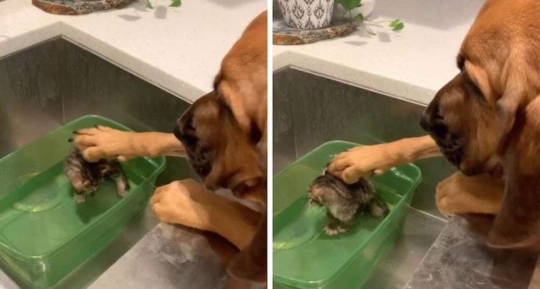 Ruby Jane the hound takes care of foster kitten