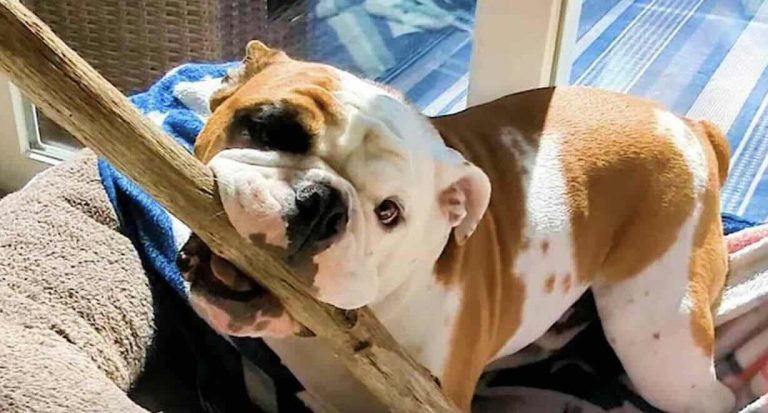 Sir Winston with his stick