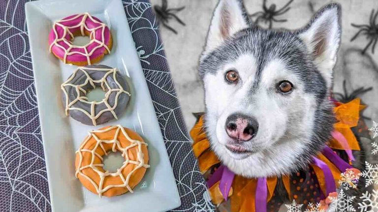 spiderweb treats for dogs