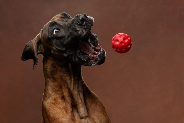Top Dog Photos of the Year: Studio Portraits Capture Canine Charm