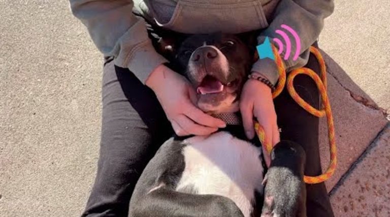 dog named Kathy Bates rescued at Stray Rescue of St. Louis