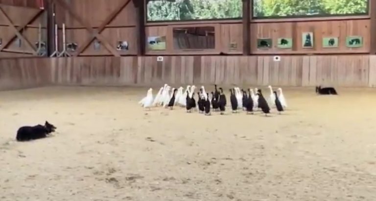 Border Collies sort ducks