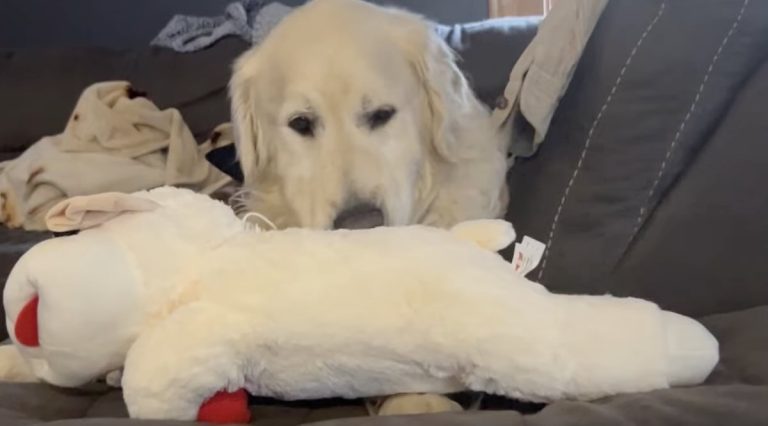 rescued senior dog plays with his first toy