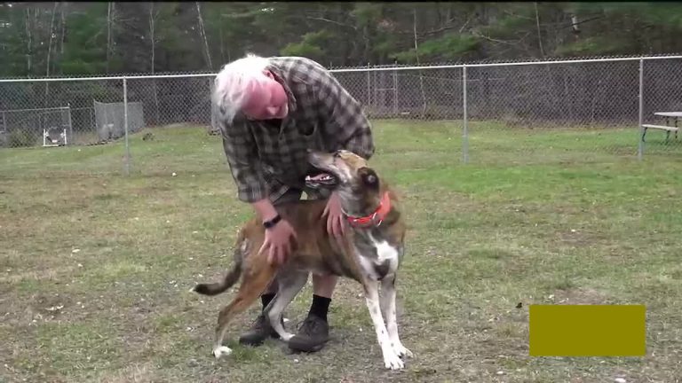 dog adopted after 900 days