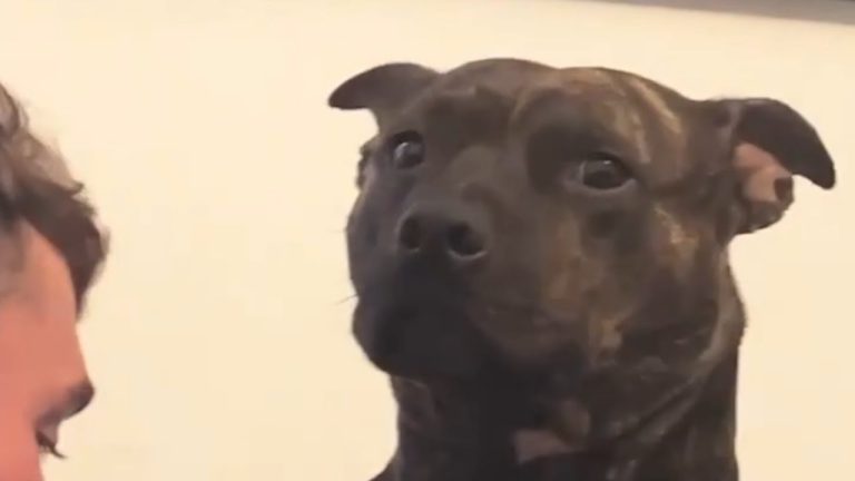 Neglected Dog Locked In A Room So Happy To Be Adopted