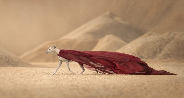 Dog Photography Awards 2024