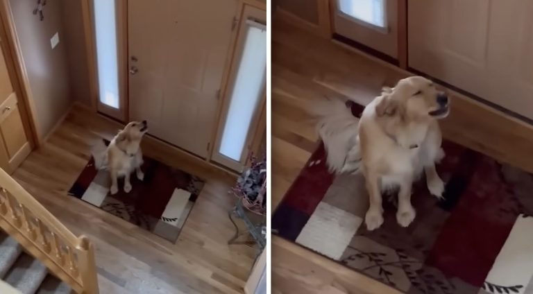 dog surprised he's not home alone