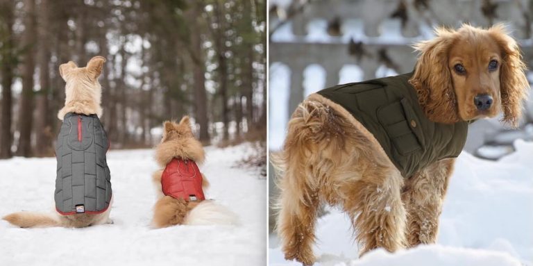 dog winter coats