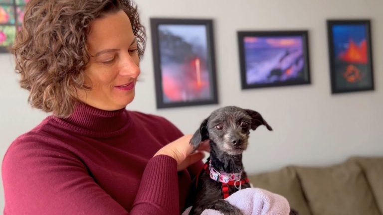 under-socialized dog reacts to touch