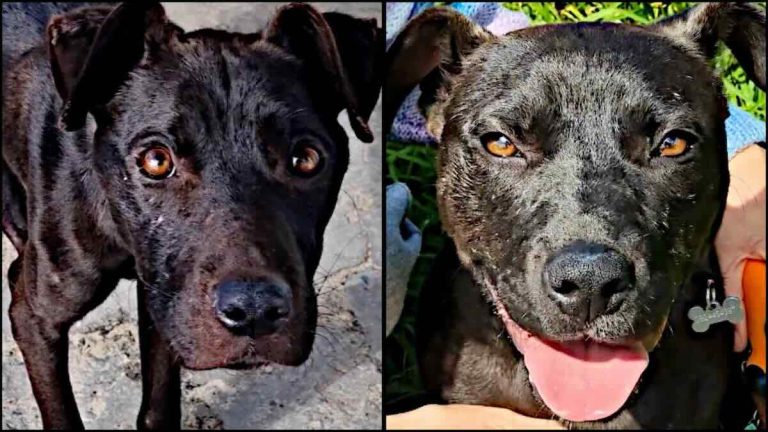 Juno the dog transforms after rescue