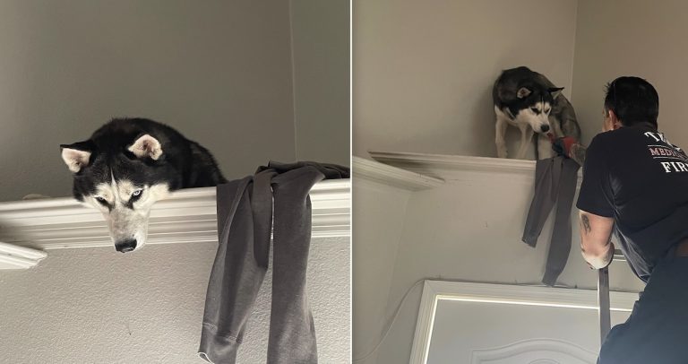 Husky gets stuck on ledge in house