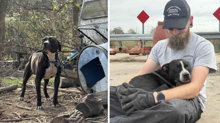dogs rescued from Polk county property