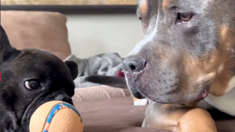 Sweet Rescue Pittie Whines Whenever A Ball Is Taken From Him
