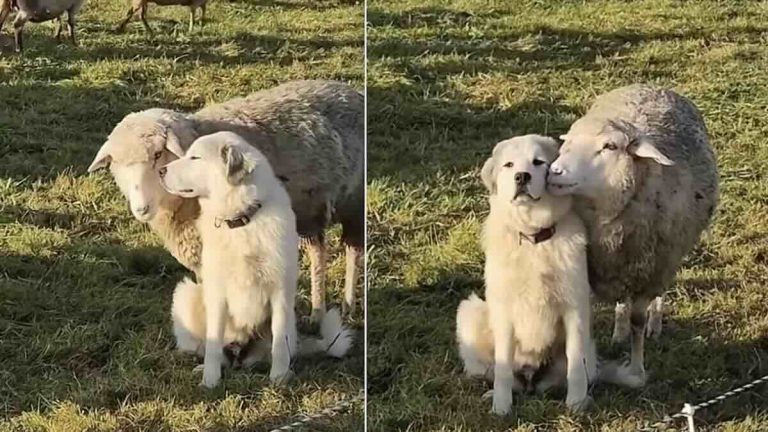 sheep interrupts dog