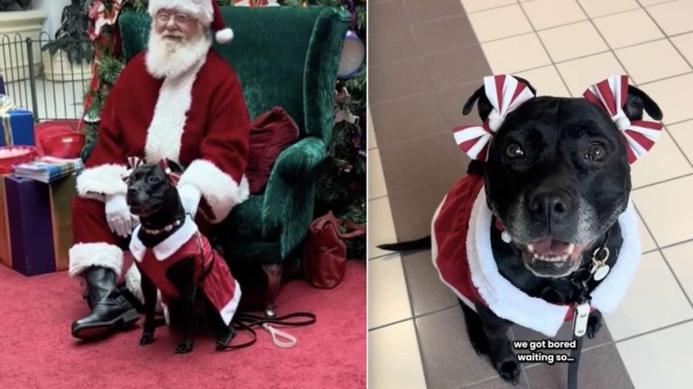 Pit Bull visits Santa
