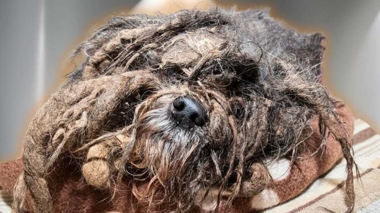 severely matted dog