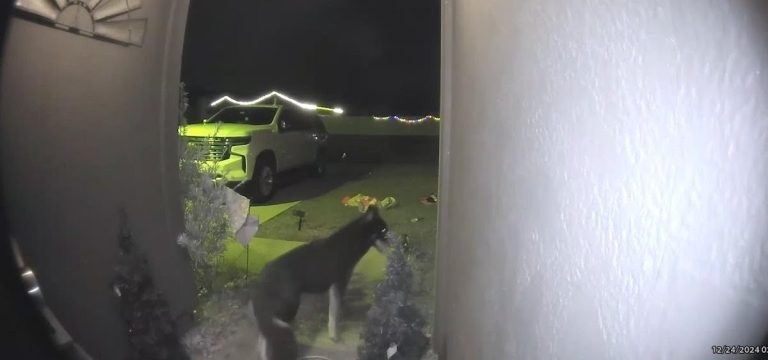Lost dog returns home and rings doorbell