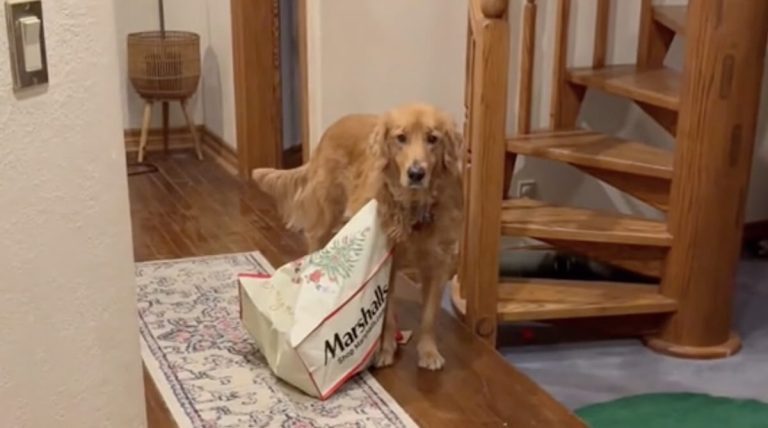 Bubba the Golden Retriever sneaks to find his gifts