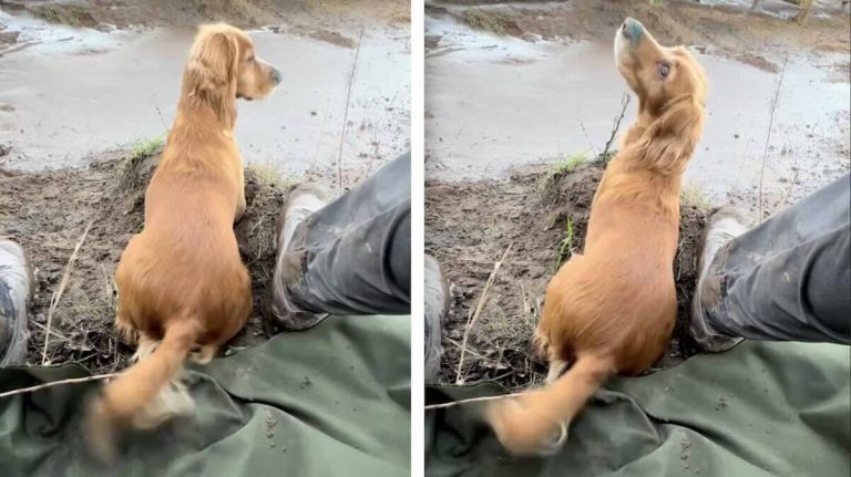 Working dog wags tail furiously