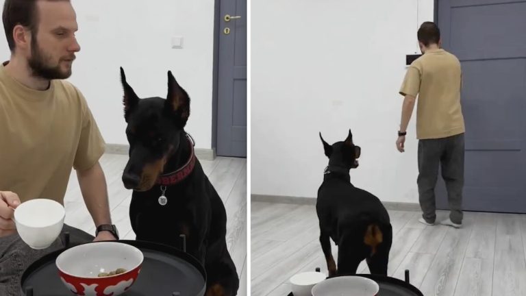 Doberman has his own priorities