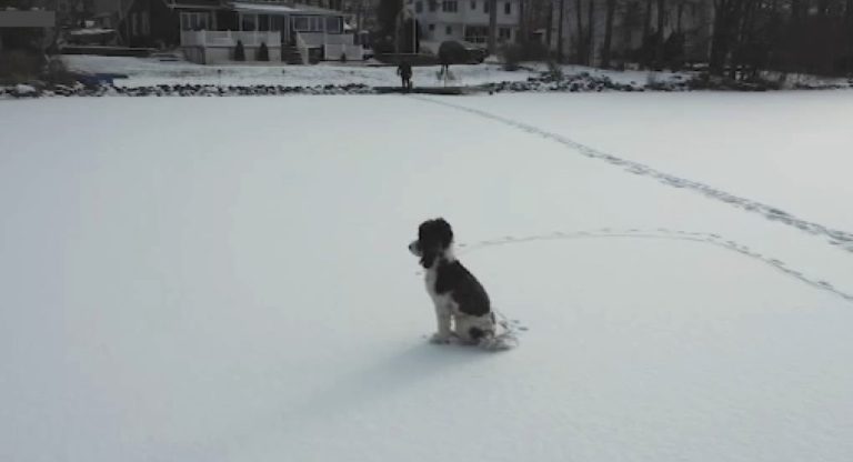 dog rescued from lake