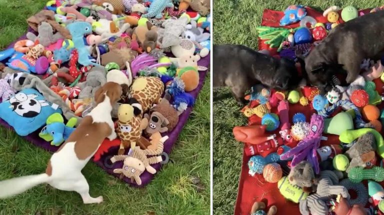dogs pick out their toys