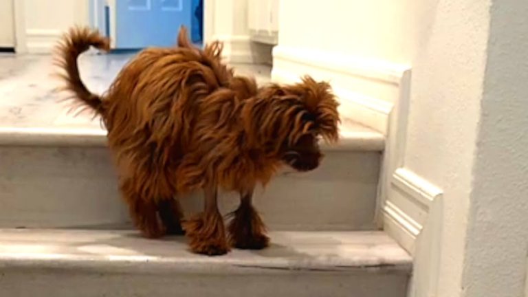 Gaby the dog