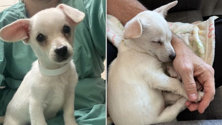 Dumpster Puppy Goes from Trash to Treasure
