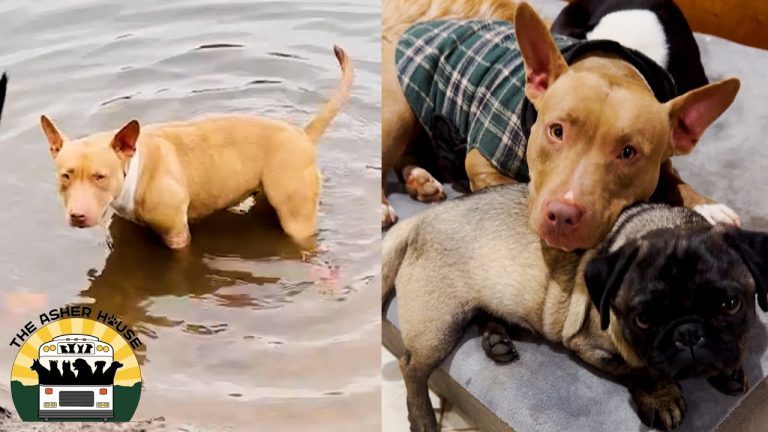 Matilda takes a chilly dip and has a cuddle with her pal