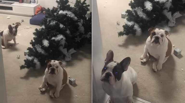 naughty dogs with Christmas tree