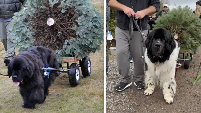 newf tree pull