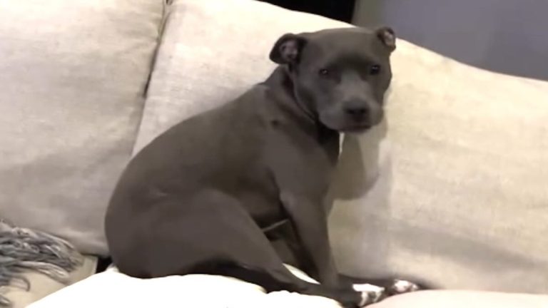 Nova the Pit Bull