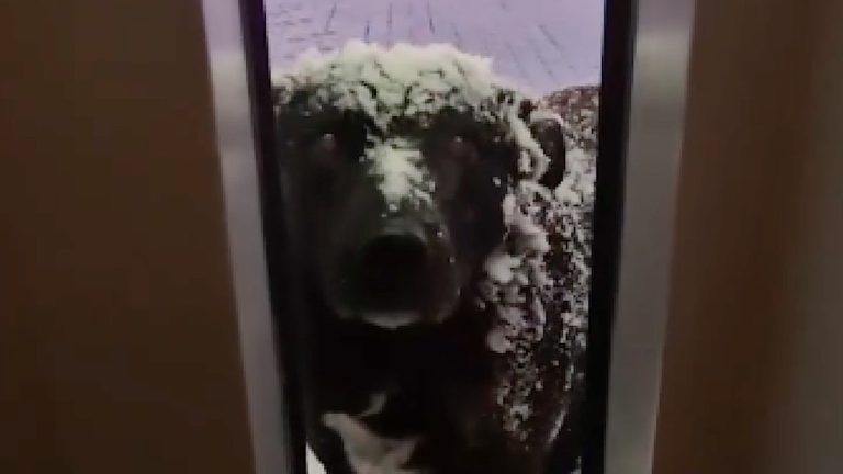 Dog covered in snow