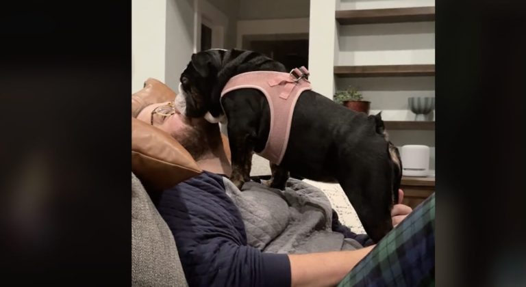 Phyllis the bulldog