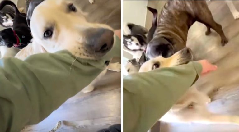 Dog leads pet sitter to sister