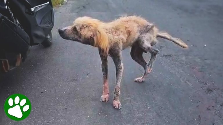 Really Sick Dog Transforms from ‘Broken’ to Happy After Rescue