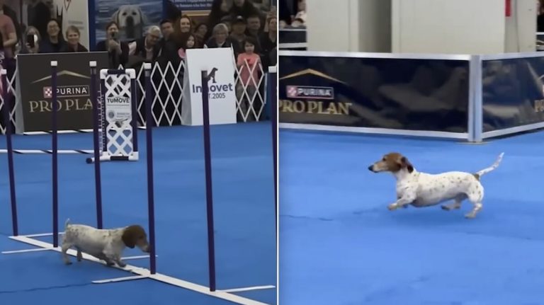 Dachshund on AKC agility course