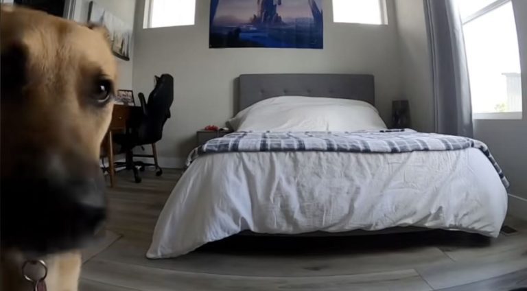 Dog home alone