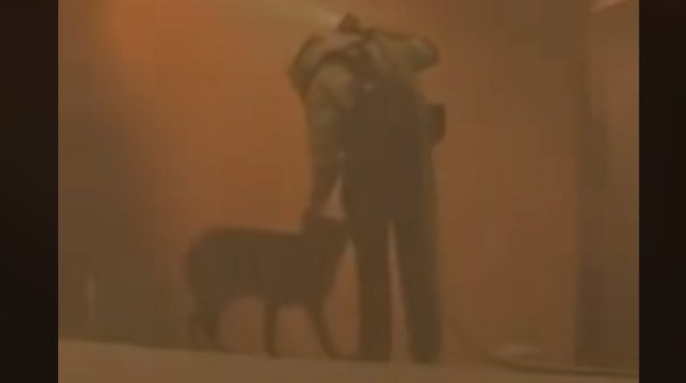 dog comforted by firefighter