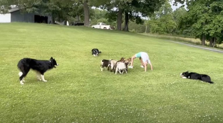 Three Border Collies Show Off Goat Herding Trick