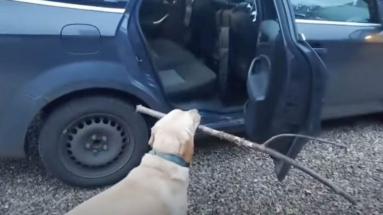 Flint brings stick to car