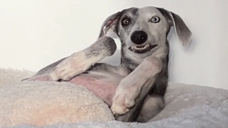 Rescued Galgo Transforms from Broken to ‘Firecracker’