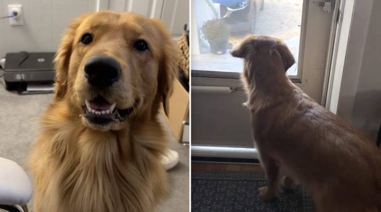 Benny the dog excited his girlfriend coming over