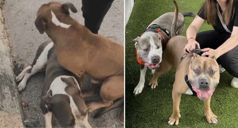Grover and Zorro rescued from side of highway looking for a home