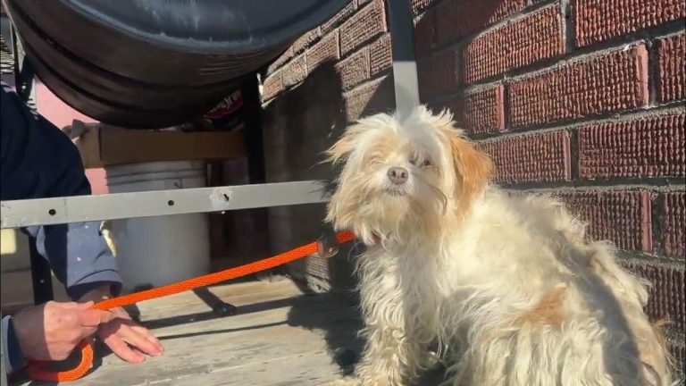 stray dog rescued off cold streets